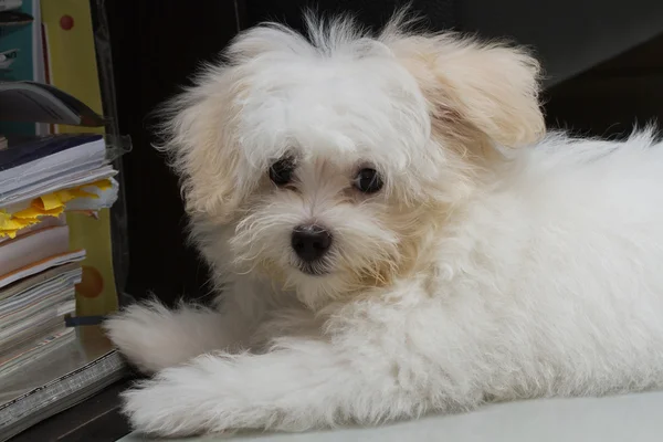Shihtzu cucciolo razza piccolo cane, giocosità, amori — Foto Stock