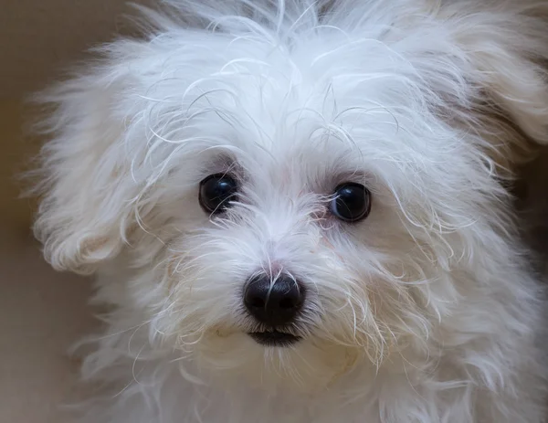 Shih tzu cins küçük köpek yavrusu, oyunculuk, hoşluk — Stok fotoğraf
