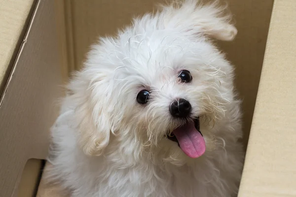Shih tzu cachorro raça cão minúsculo, brincadeira, beleza — Fotografia de Stock