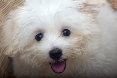 Shih tzu cins küçük köpek yavrusu, oyunculuk, hoşluk