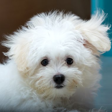 Shih tzu cins küçük köpek yavrusu, oyunculuk, hoşluk