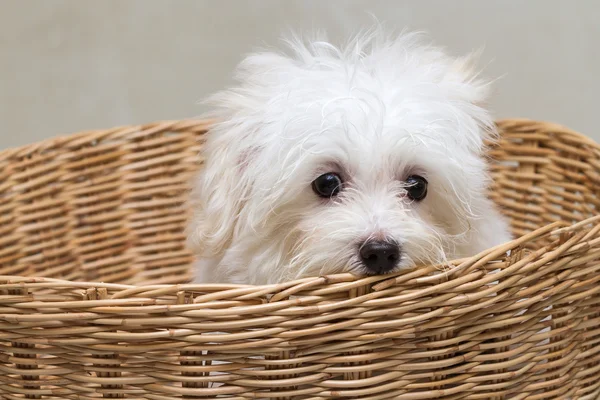Ши-тцу щеня породи крихітної собачкою, грайливість, принади — стокове фото