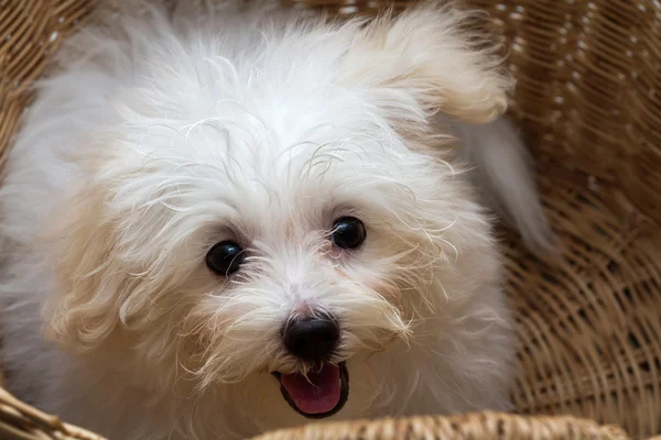 Shihtzu cins küçük köpek yavrusu, oyunculuk, lovelines — Stok fotoğraf