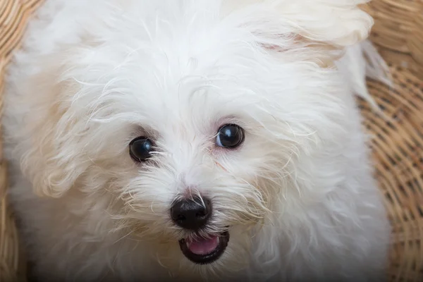 Shihtzu щенка породы крошечная собака, игривость, любовные линии — стоковое фото