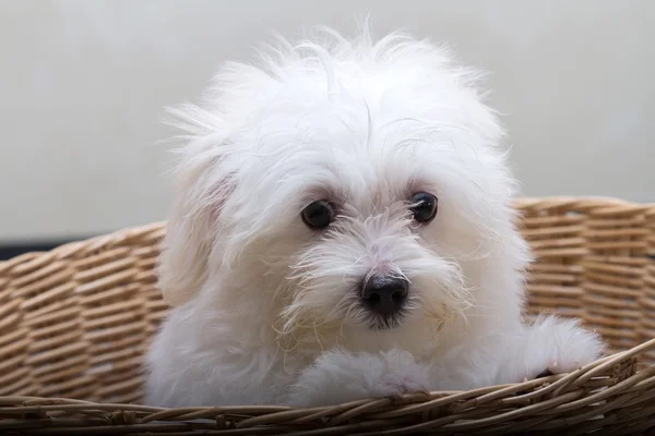 Shih tzu štěně plemene malý pes, hravost, krásu — Stock fotografie