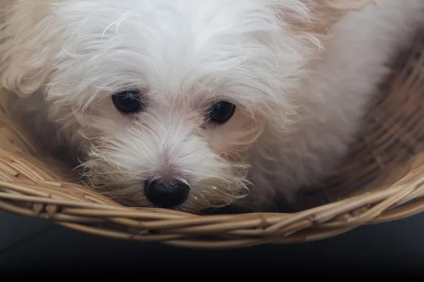 Shih tzu cachorro raça cão minúsculo, brincadeira, beleza — Fotografia de Stock