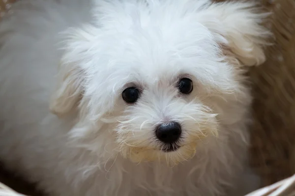 Shih tzu štěně plemene malý pes, hravost, krásu — Stock fotografie
