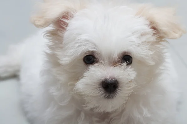 "Shih tzu "cachorro raça cão minúsculo, brincadeira, beleza — Fotografia de Stock