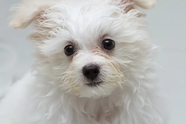 "Shih tzu "anak anjing berkembang biak anjing kecil, bermain-main, keindahan — Stok Foto