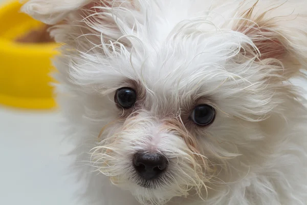 "Shih tzu "cachorro raça cão minúsculo, brincadeira, beleza — Fotografia de Stock