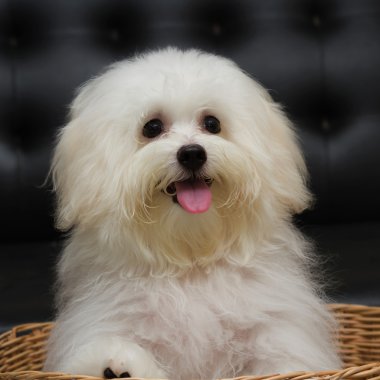 Shih tzu cins küçük köpek yavrusu, Yaş 6 ay, oyunculuk, loveli
