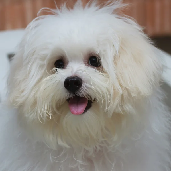 Shih tzu puppy kleine rashond, leeftijd 6 maand, speelsheid, loveli — Stockfoto