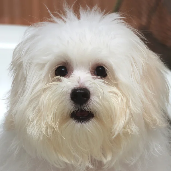 Shih tzu cachorro raça cão minúsculo, idade 6 mês, ludicidade, loveli — Fotografia de Stock