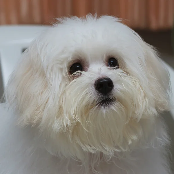 Shih tzu cucciolo di razza piccolo cane, età 6 mese, giocosità, loveli — Foto Stock