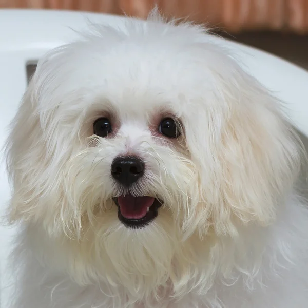 Shih tzu szczeniaka rasy mały pies, wiek 6 miesiąc, swawola, loveli — Zdjęcie stockowe