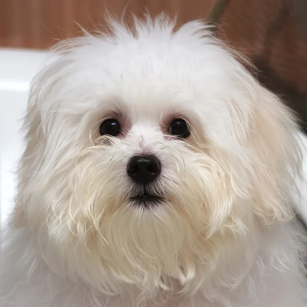 Shih tzu štěně plemene malý pes, stáří 6 měsíců, hravost, loveli — Stock fotografie