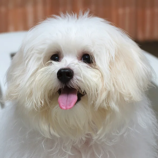 Shih tzu puppy breed tiny dog , age 6 month, playfulness, loveli — Stock Photo, Image