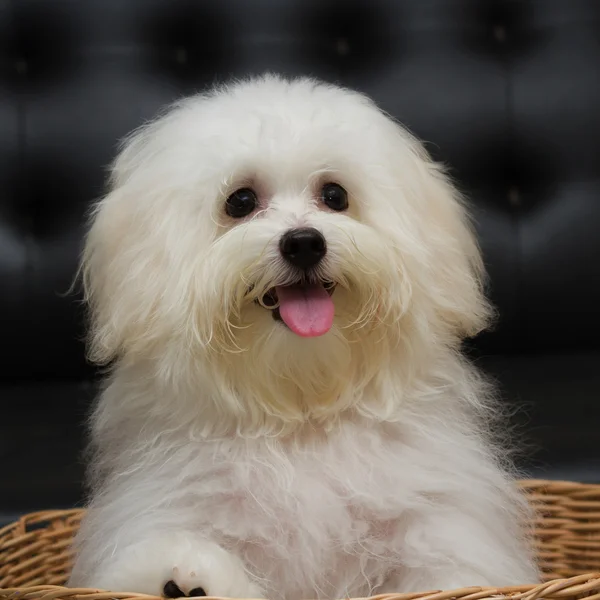 Shih tzu cachorro raça cão minúsculo, idade 6 mês, ludicidade, loveli — Fotografia de Stock