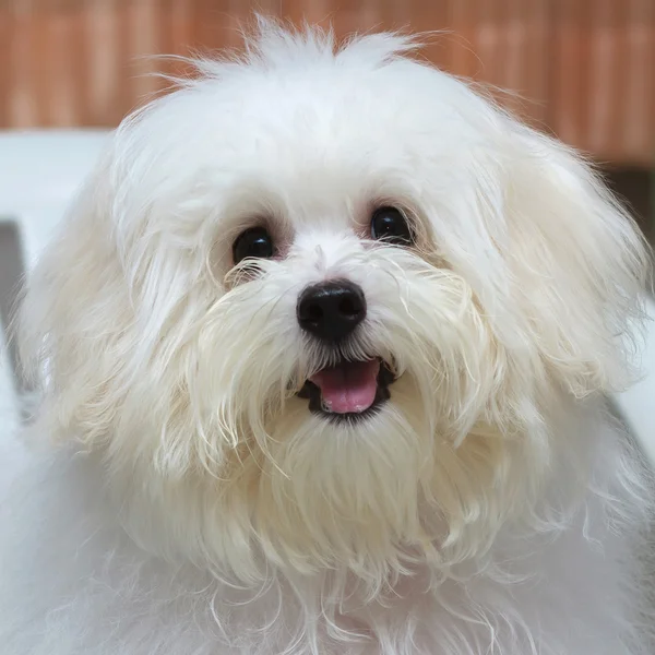 Shih tzu cachorro raça cão minúsculo, idade 6 mês, ludicidade, loveli — Fotografia de Stock