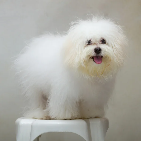 Ши Цзы щенок породы крошечная собака на стуле — стоковое фото