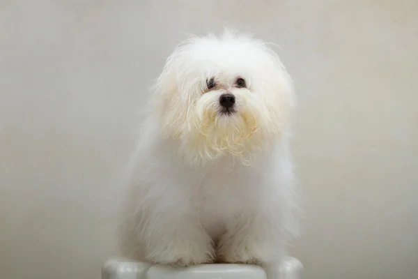 Shih tzu cachorro raça cão minúsculo na cadeira — Fotografia de Stock