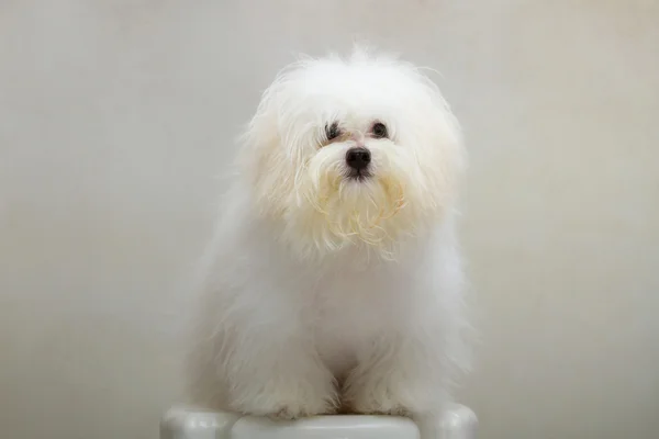 Shih tzu puppy breed tiny dog on the chair — Stock Photo, Image