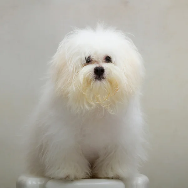 Shih tzu puppy RAS kleine hond op de stoel — Stockfoto