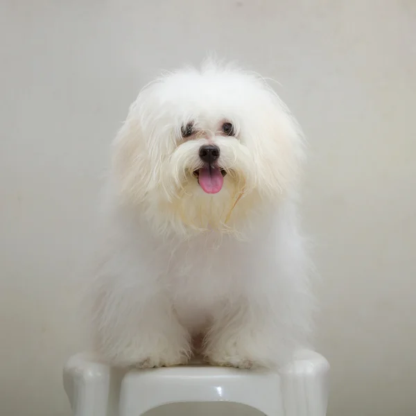 Shih tzu cachorro raça cão minúsculo na cadeira — Fotografia de Stock