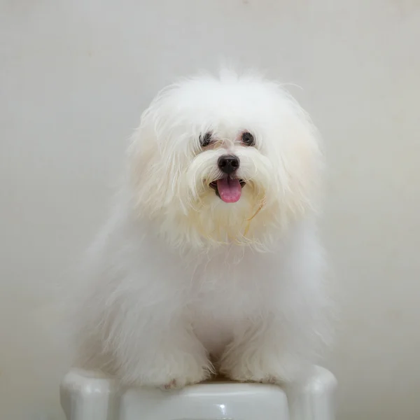 Shih tzu puppy breed tiny dog on the chair — Stock Photo, Image