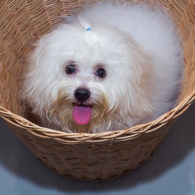 Sepet içinde köpek Shih tzu yavrusu doğurmak küçük 