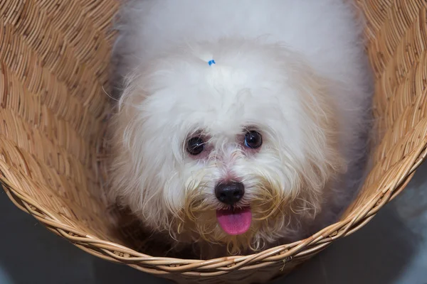 Shih tzu puppy breed tiny dog in basket — Stock Photo, Image