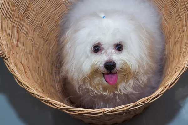 Shih tzu puppy breed tiny dog in basket — Stock Photo, Image