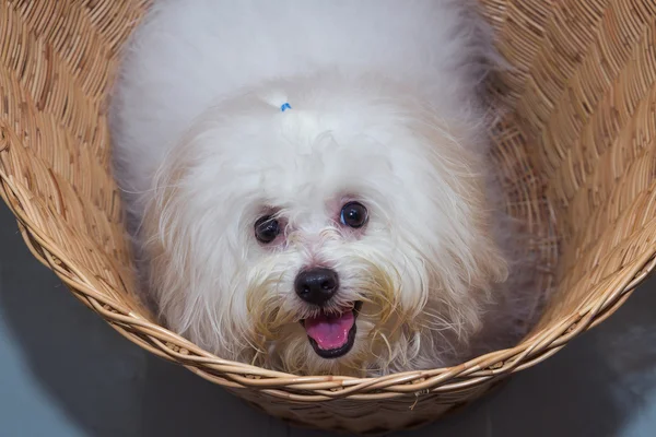 Shih tzu puppy breed tiny dog in basket — Stock Photo, Image