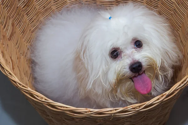 Shih tzu puppy breed tiny dog in basket — Stock Photo, Image