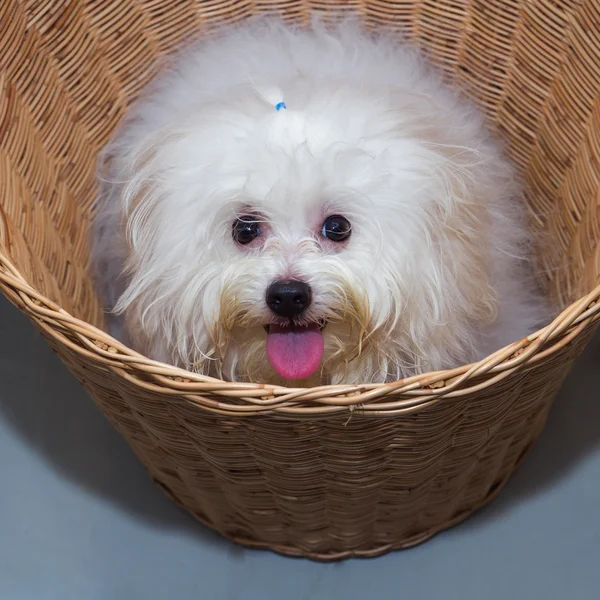 Shih tzu puppy breed tiny dog in basket — Stock Photo, Image