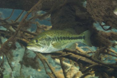 Çipura bas sualtı Florida nehir