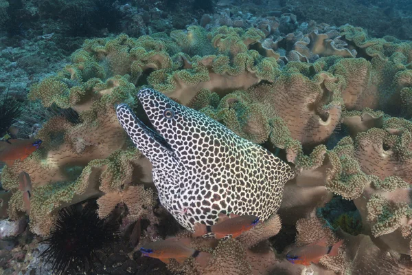 Murena a nido d'ape, Isole Dimaniyat, Oman — Foto Stock