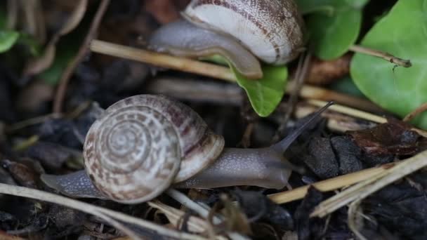 Snail on a walk, garden, Turkey — Stock Video