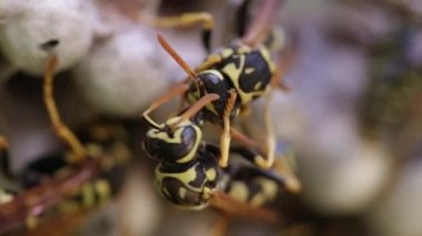 Wasp'ın Kuaför Salonu