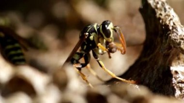 Wasp öğle üzerinde