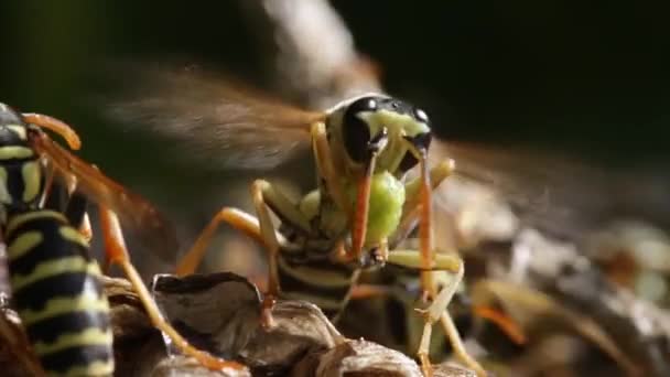 Wasp op lunch — Stockvideo