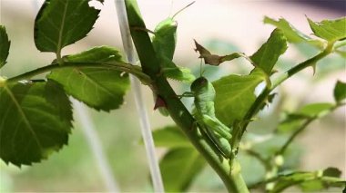 Birkaç yeşil çekirge