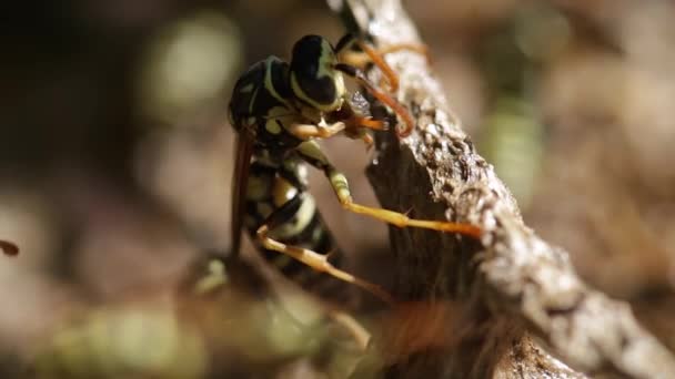 Guêpe au déjeuner — Video