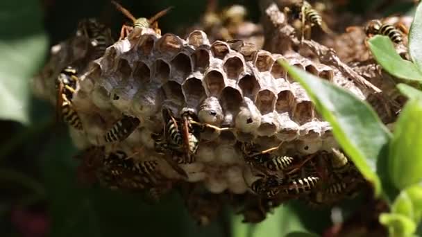 Wasps on nest Stock Video
