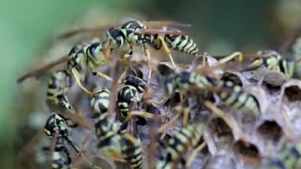 Wasps on nest Video Clip