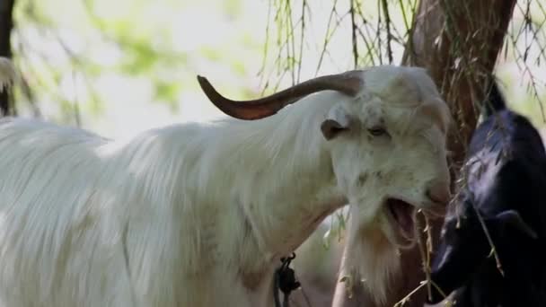 Cabra blanca divertida — Vídeos de Stock