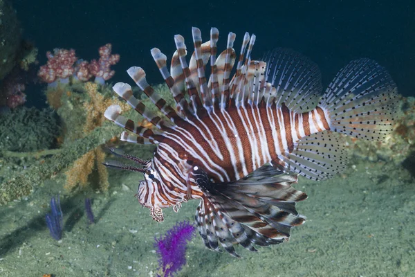 Turkeyfish, Inchkape 1, Fujeira, Spojené arabské emiráty — Stock fotografie