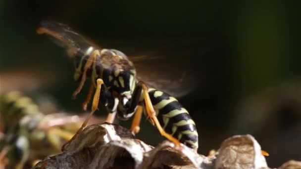 Wasp on nest Video Clip
