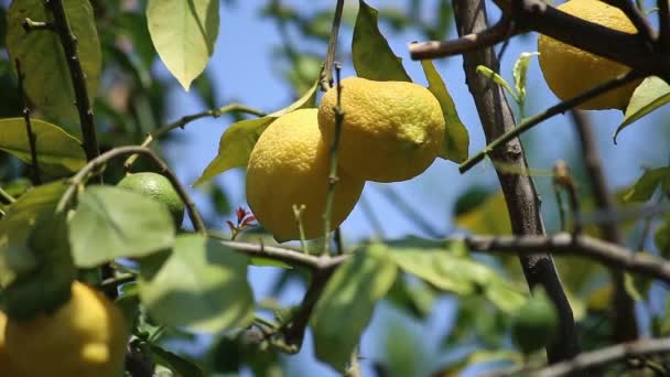 Zitronen auf einem Baum — Stockvideo