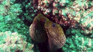 Birkaç Undulated moray (Gymnothorax undulatus), Umman Körfezi, Litvanya.